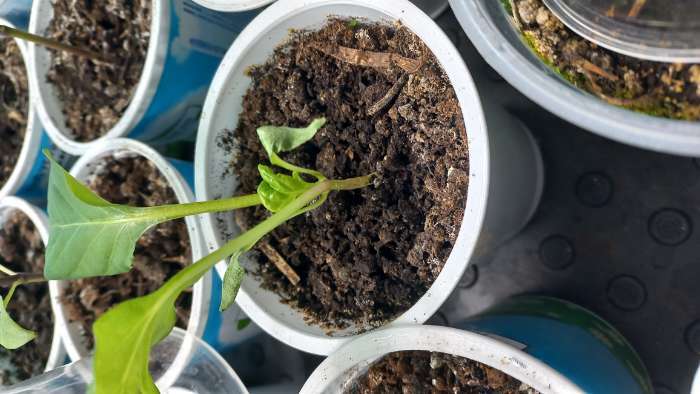 Фотография покупателя товара Семена Перец сладкий "Апельсин красный" F1, 10 шт - Фото 4