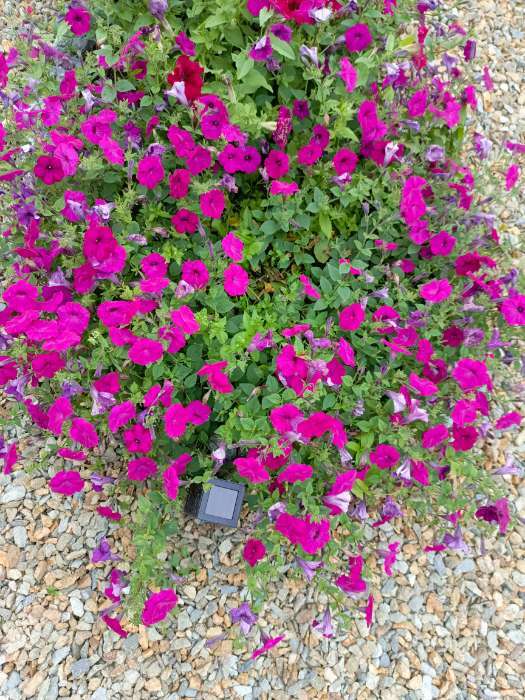 Фотография покупателя товара Семена Цветов Петуния "Тайдал Вейв Пурпл", 5 шт - Фото 14