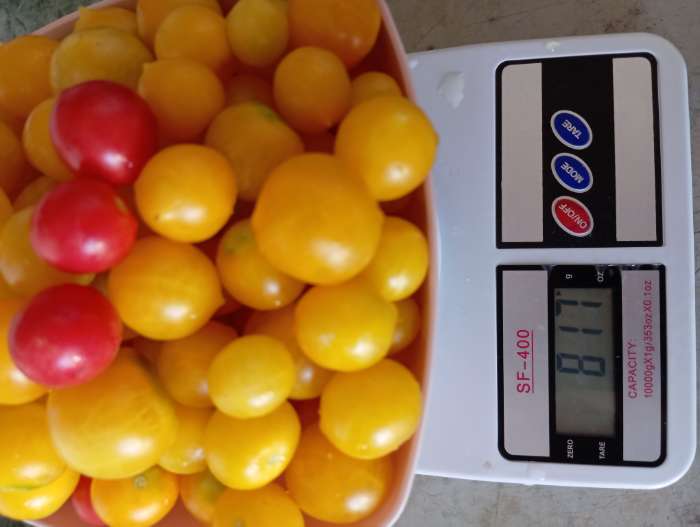 Фотография покупателя товара Семена Томат "Синичка", очень ранний, детерминантный,низкорослый, 0,05 г - Фото 3