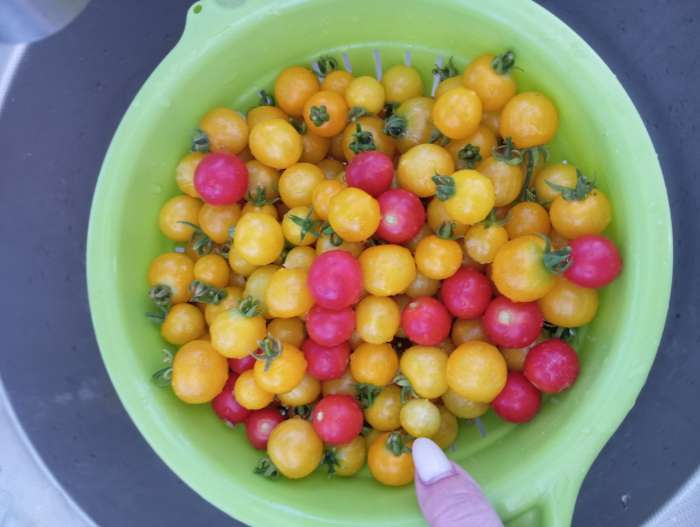 Фотография покупателя товара Семена Томат "Синичка", очень ранний, детерминантный,низкорослый, 0,05 г - Фото 5