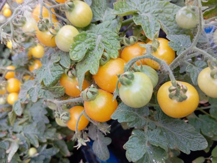 Фотография покупателя товара Семена Томат "Синичка", очень ранний, детерминантный,низкорослый, 0,05 г - Фото 6