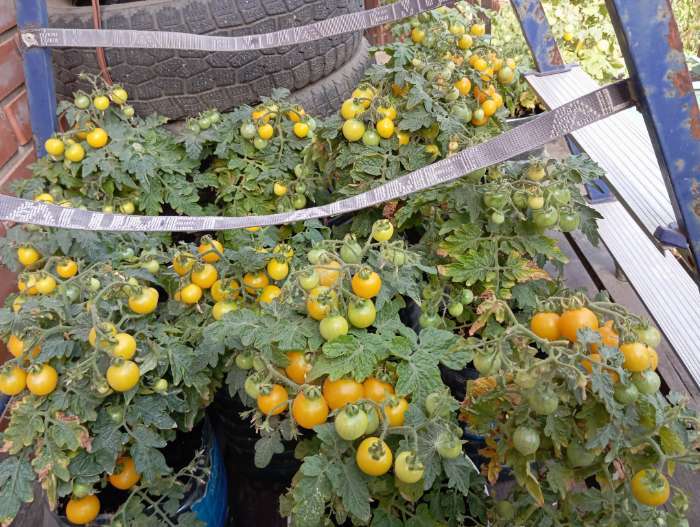 Фотография покупателя товара Семена Томат "Синичка", очень ранний, детерминантный,низкорослый, 0,05 г - Фото 4