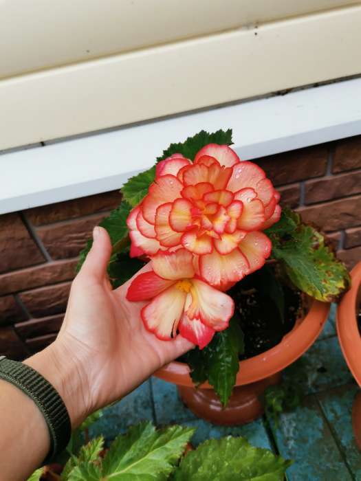 Фотография покупателя товара Семена цветов Бегония "Огненный фонтан", ц/п,  F1, серия Русский богатырь, гранулы, 4 шт - Фото 4