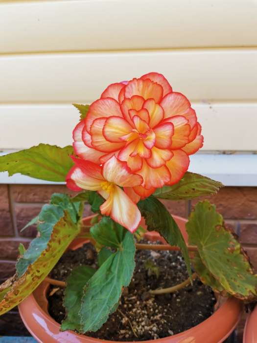 Фотография покупателя товара Семена цветов Бегония "Огненный фонтан", ц/п,  F1, серия Русский богатырь, гранулы, 4 шт - Фото 5