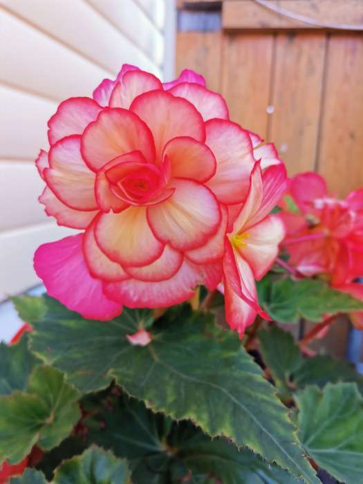 Фотография покупателя товара Семена цветов Бегония "Огненный фонтан", ц/п,  F1, серия Русский богатырь, гранулы, 4 шт - Фото 3