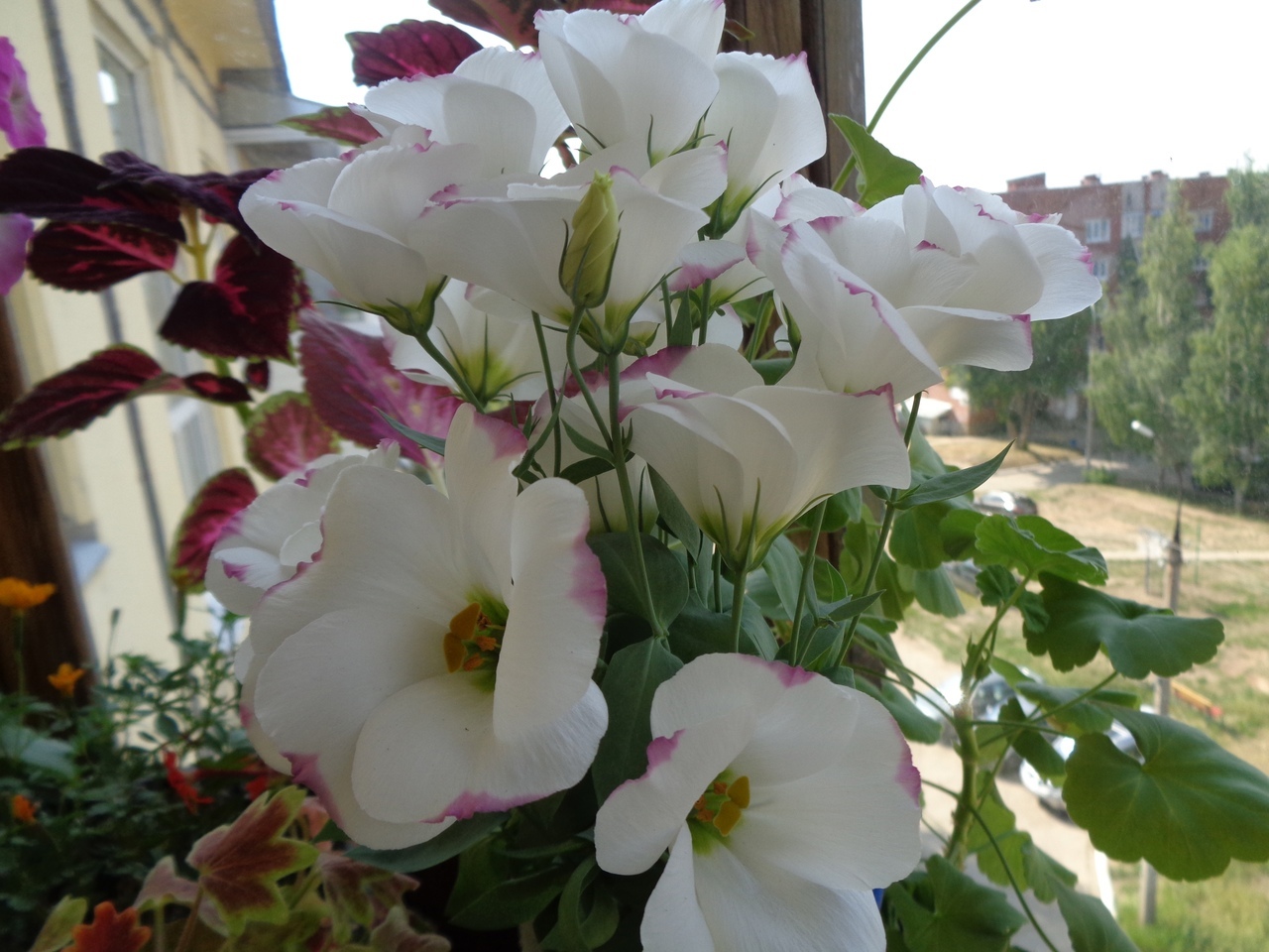 Фотография покупателя товара Семена цветов Эустома "Сапфир" Пинк Рим, крупноцветковая, 5 шт - Фото 2
