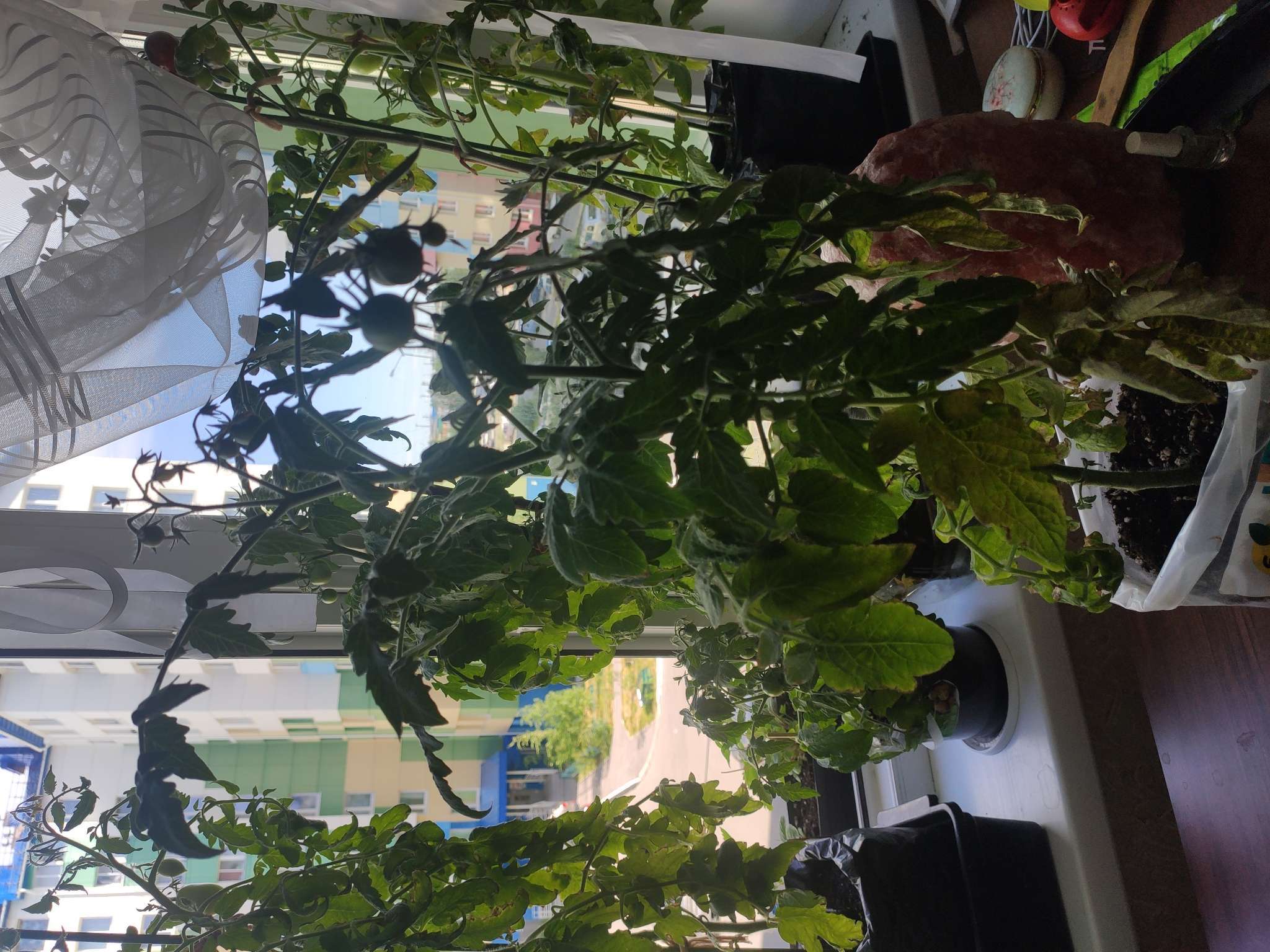 Фотография покупателя товара Семена Томат "Синичка", очень ранний, детерминантный,низкорослый, 0,05 г - Фото 32