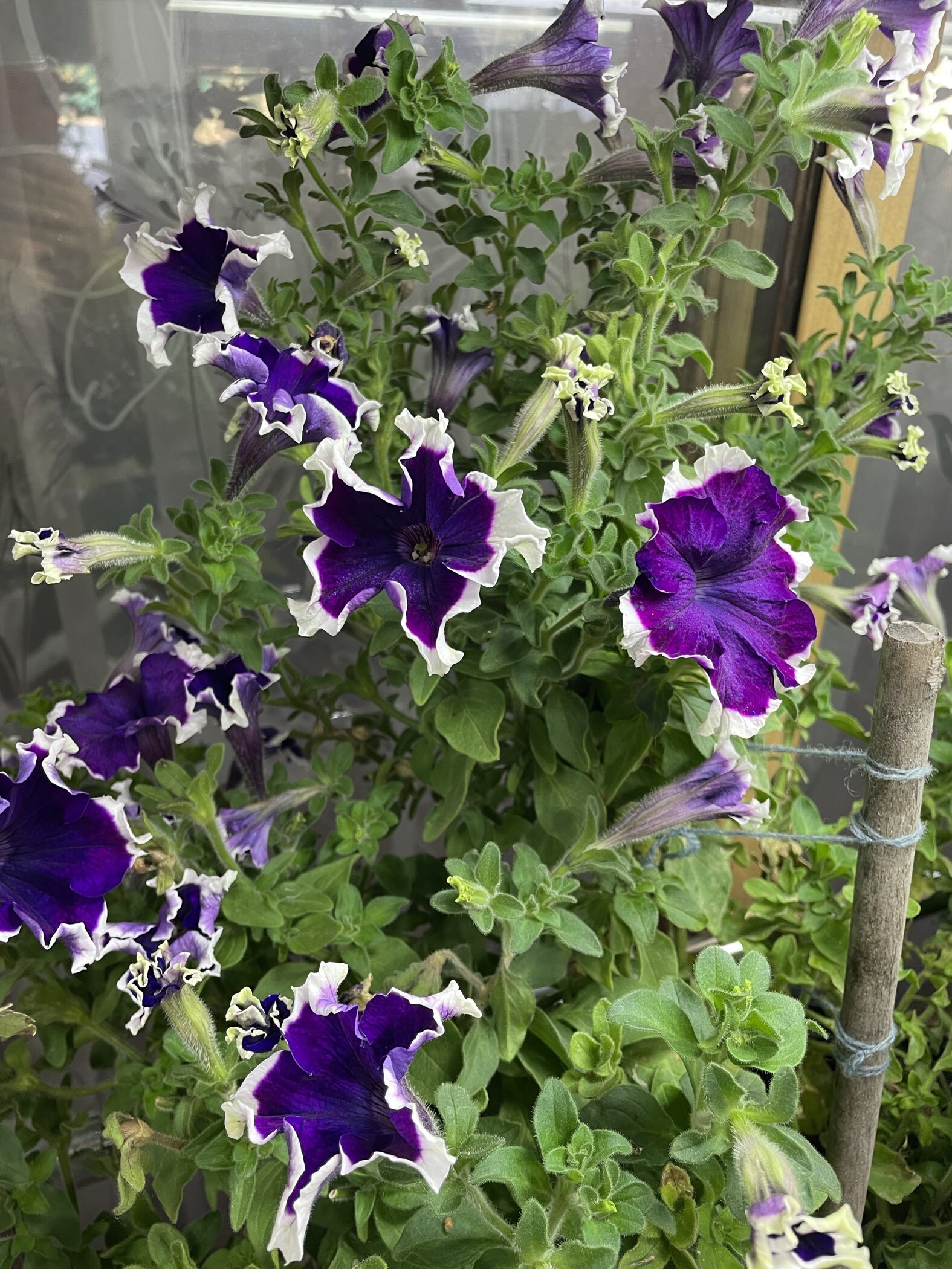 Фотография покупателя товара Семена Цветов Петуния «Хулахуп вельвет F1», однолетник, 10 шт., «Агроуспех» - Фото 2