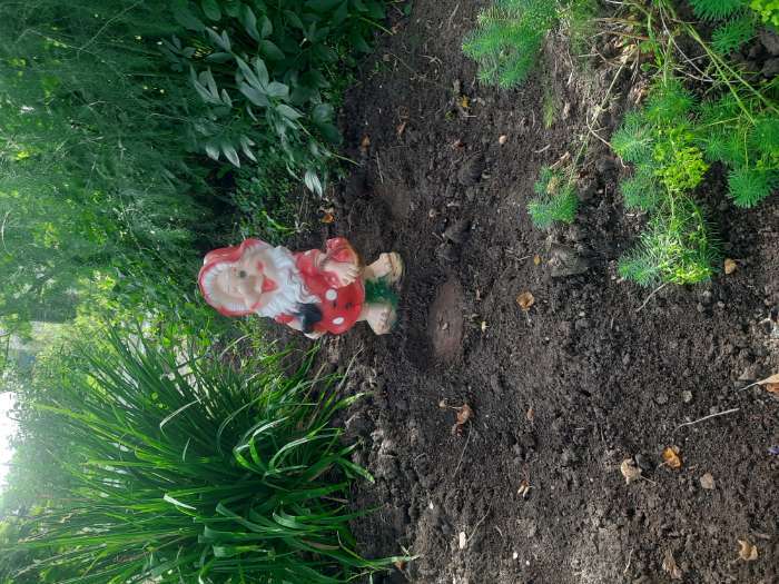 Фотография покупателя товара Садовая фигура "Гном-мухомор с лопатой" средний 25х28х52см - Фото 2