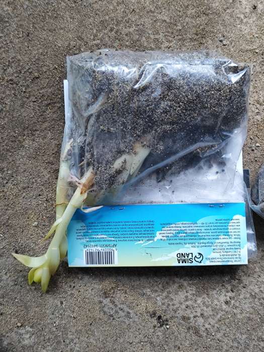 Фотография покупателя товара Лилия Тигровая «Свит Суренде», луковица в пакете с перфорацией, р-р 12/14, 3 шт. - Фото 268