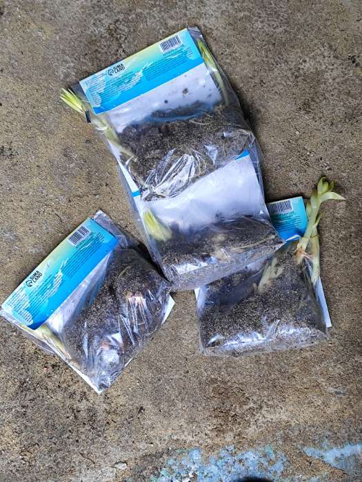 Фотография покупателя товара Лилия Тигровая «Свит Суренде», луковица в пакете с перфорацией, р-р 12/14, 3 шт. - Фото 267