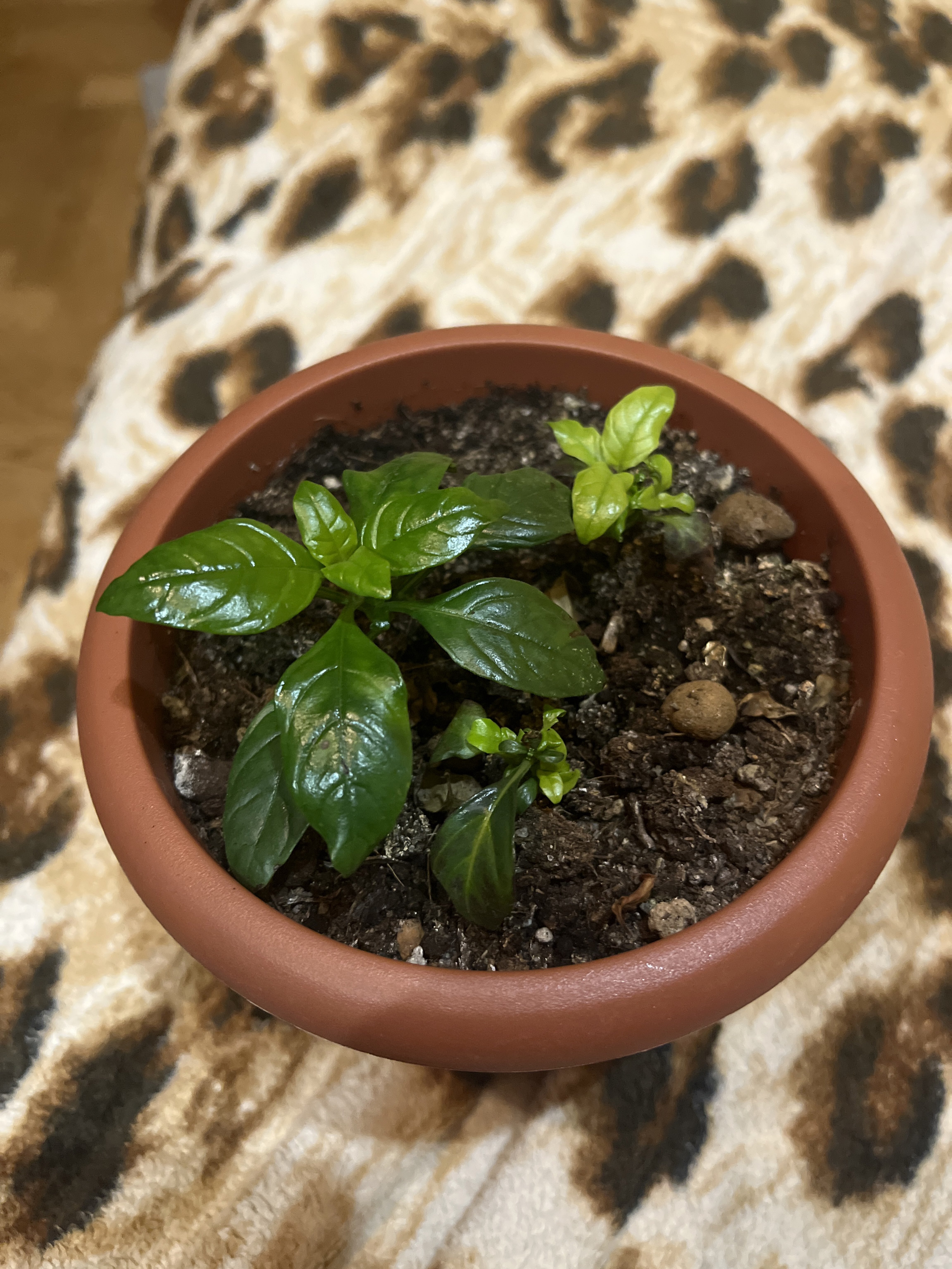 Фотография покупателя товара Семена цветов Кроссандра "Тропик желтая", ц/п,  3 шт. - Фото 3