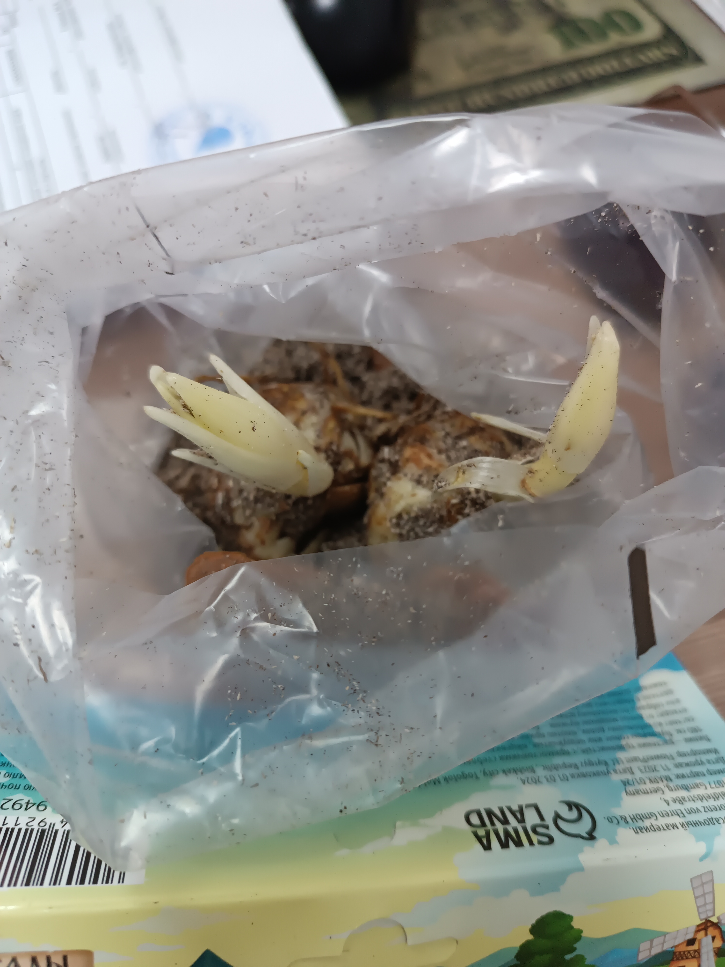 Фотография покупателя товара Лилия Тигровая «Свит Суренде», луковица в пакете с перфорацией, р-р 12/14, 3 шт. - Фото 264