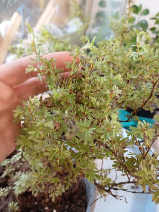 Фотография покупателя товара Лапчатка кустарниковая «Данни Бой», саженец 10–50 см, горшок С3, 1 шт., Лето 2026, «ПОИСК» - Фото 2