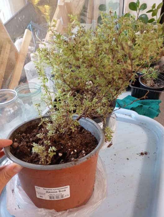 Фотография покупателя товара Лапчатка кустарниковая «Данни Бой», саженец 10–50 см, горшок С3, 1 шт., Лето 2026, «ПОИСК» - Фото 1