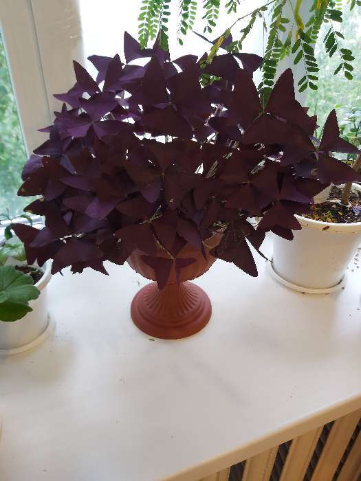 Фотография покупателя товара Вазон для цветов «Венеция», 600 мл, d=14 см, h=14 см, пластиковый, белый - Фото 30