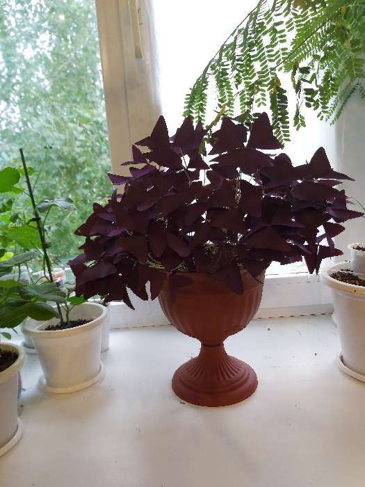 Фотография покупателя товара Вазон для цветов «Венеция», 600 мл, d=14 см, h=14 см, пластиковый, белый - Фото 31