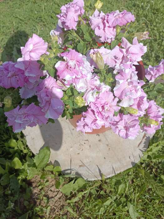 Фотография покупателя товара Семена Петуния Махровый сюрприз F1, смесь сортов, 5 шт. - Фото 17