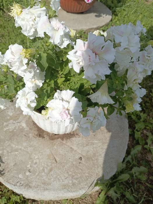 Фотография покупателя товара Семена Петуния Махровый сюрприз F1, смесь сортов, 5 шт. - Фото 18