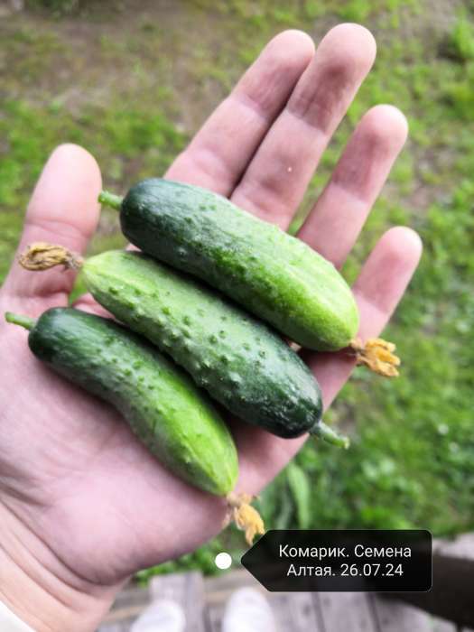 Фотография покупателя товара Семена Огурец "Комарик", F1, Сем. Алт, ц/п, 5 шт - Фото 1