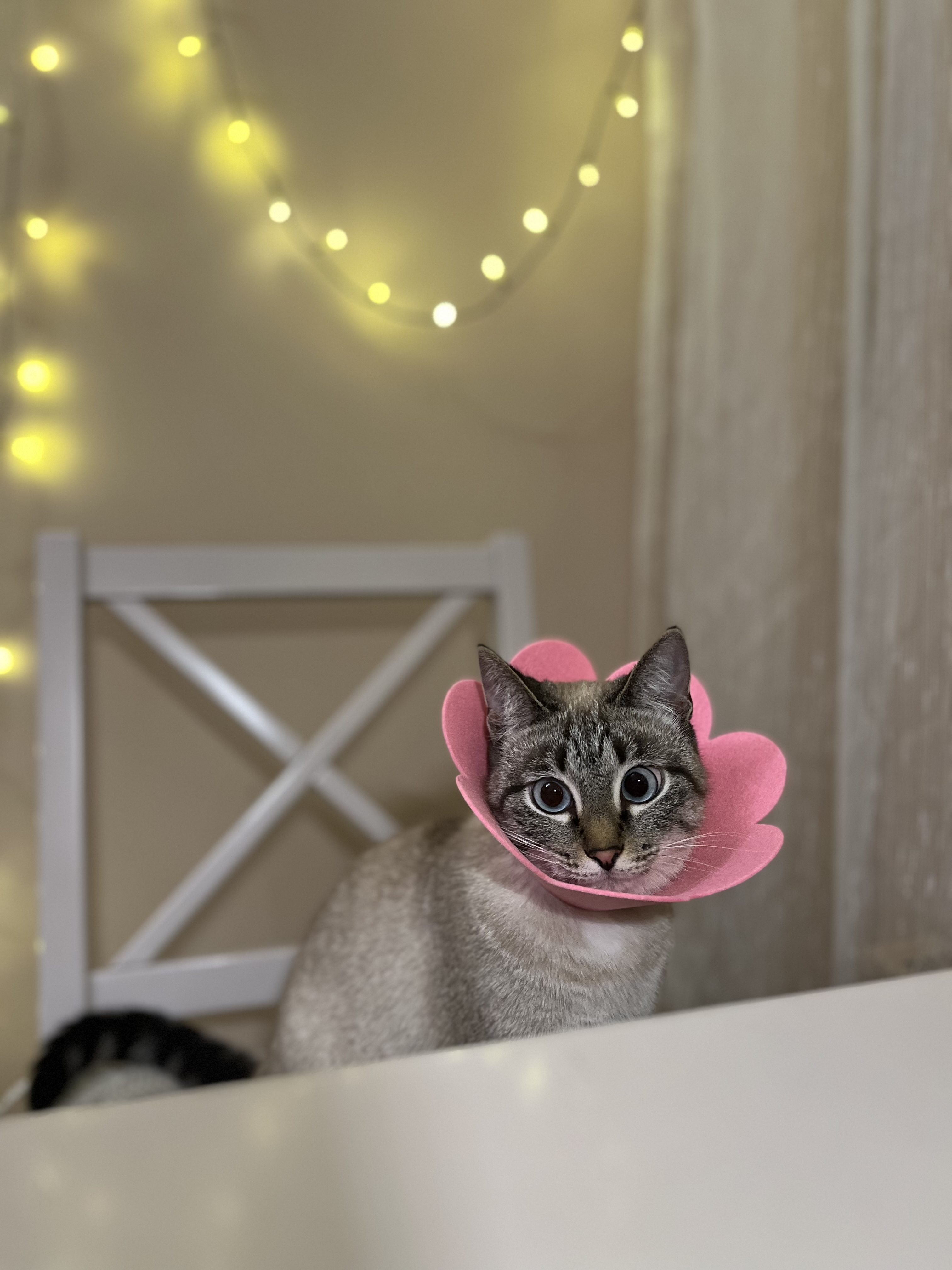 Фотография покупателя товара Ветеринарный защитный воротник для кошек и собак, оранжевый, размер M (обх. шеи 17-22,5 см) - Фото 2