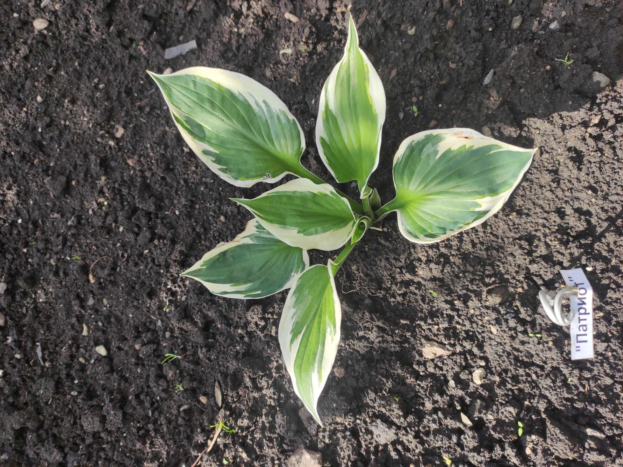 Фотография покупателя товара Хоста «Патриот», корневище в пакете с торфогрунтом, р-р I, 1 шт. - Фото 74