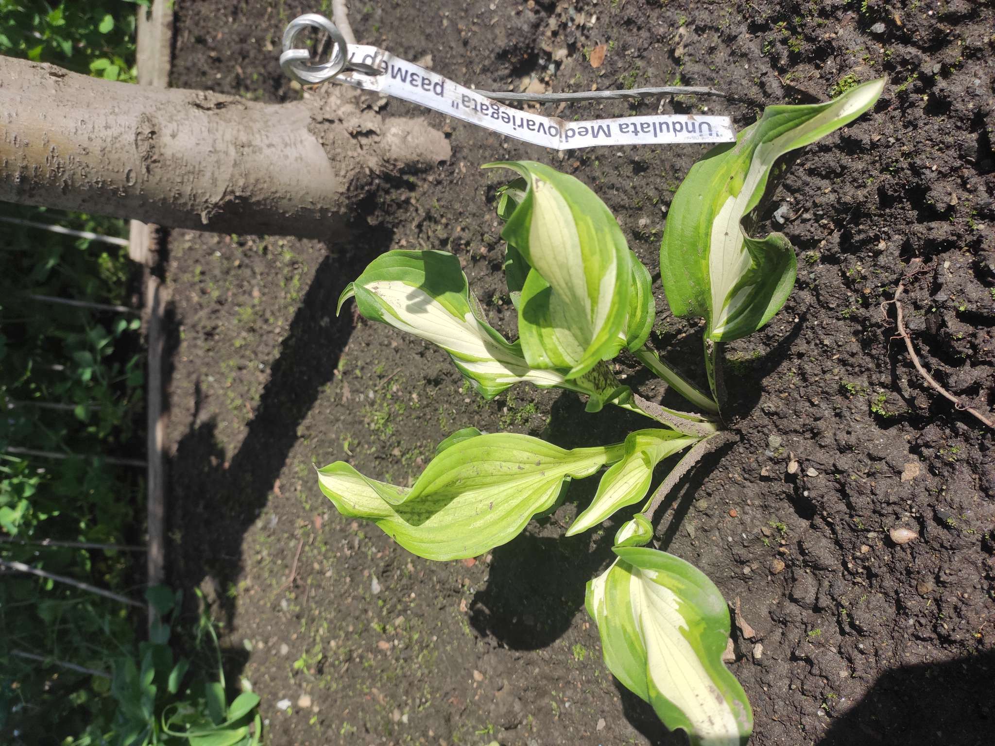 Фотография покупателя товара Хоста «Патриот», корневище в пакете с торфогрунтом, р-р I, 1 шт. - Фото 72