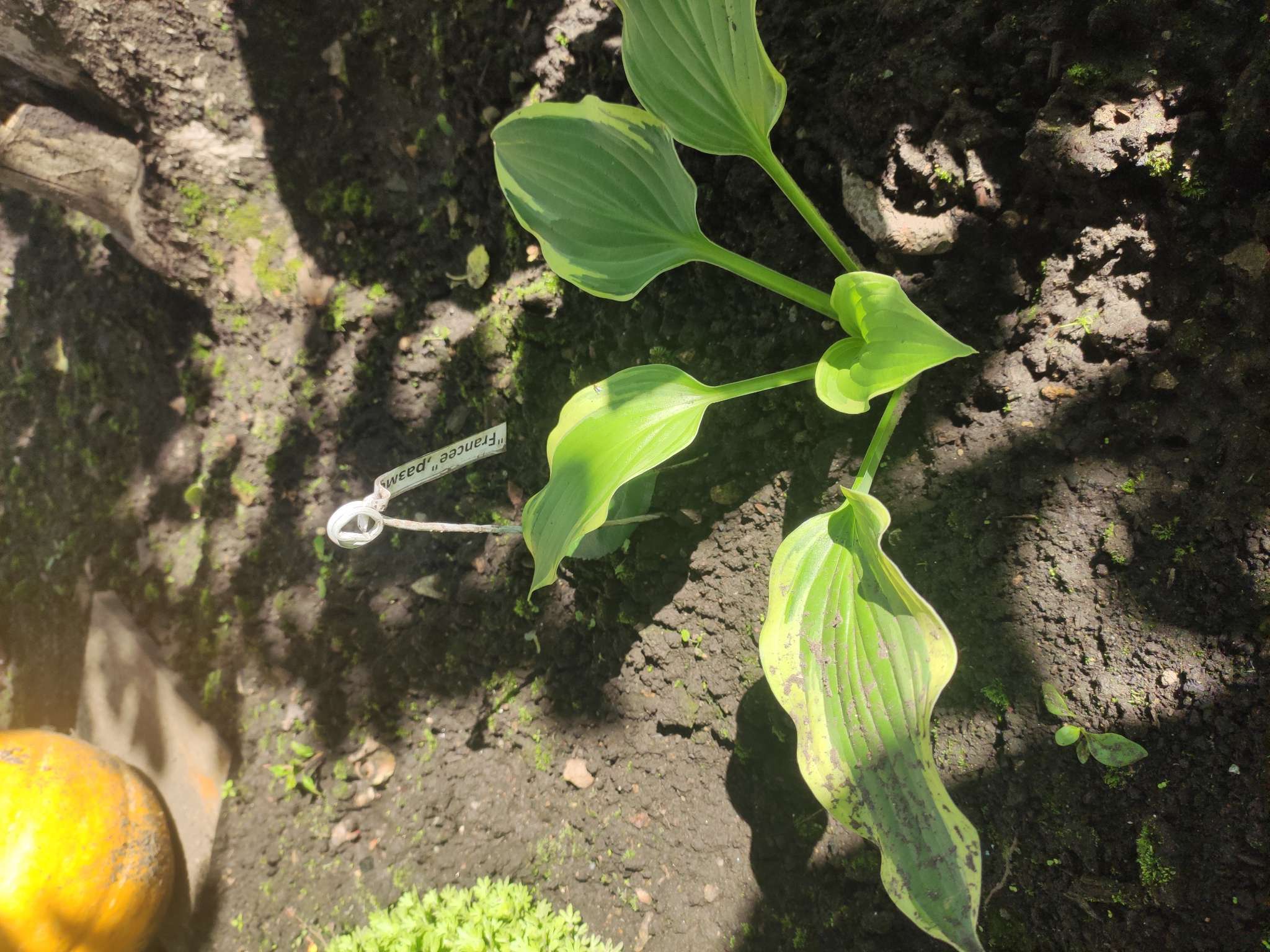 Фотография покупателя товара Хоста «Патриот», корневище в пакете с торфогрунтом, р-р I, 1 шт. - Фото 71