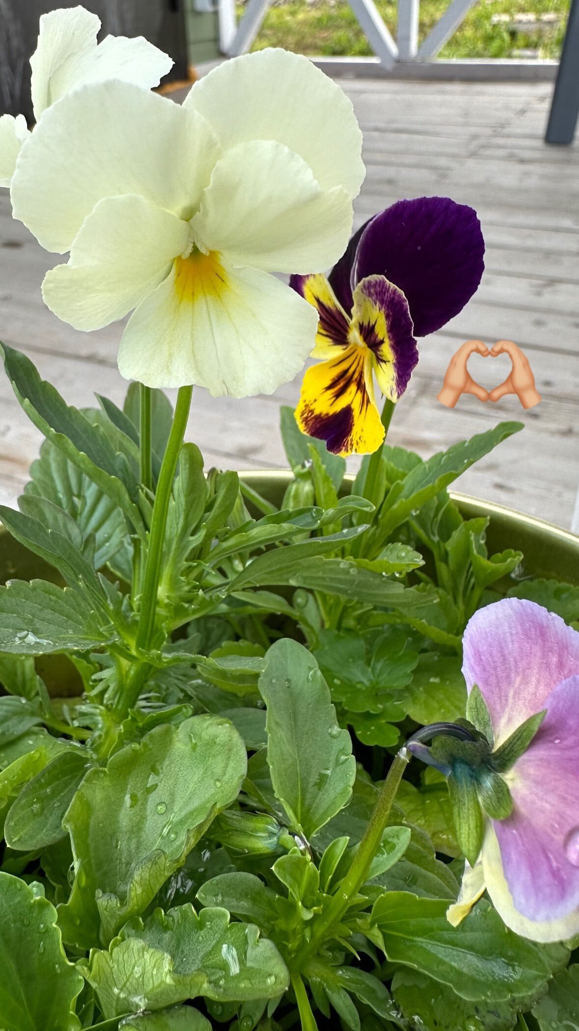 Фотография покупателя товара Семена цветов Виола "Шведские гиганты", серия "Кольчуга", Дв, 0,1 г - Фото 1