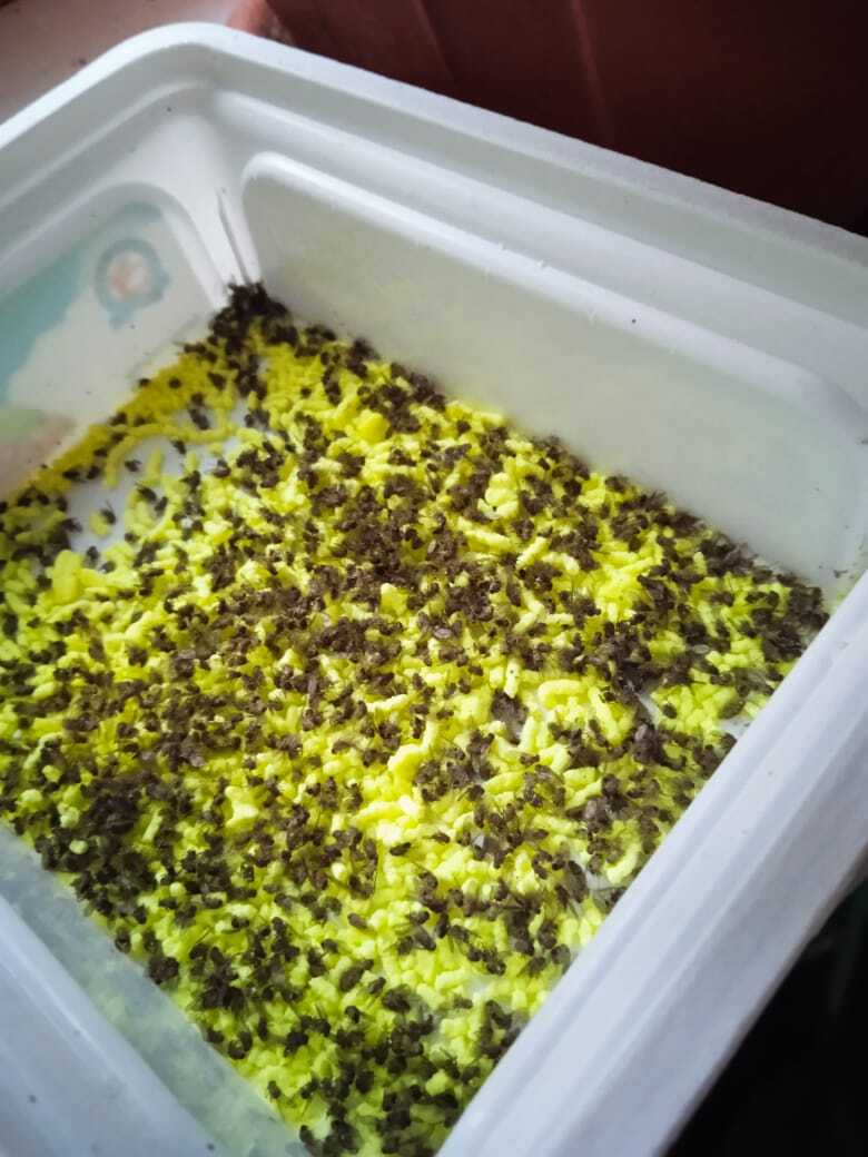 Фотография покупателя товара Приманка гранулированная от мух "Каракурт", пакет, 10 г - Фото 4