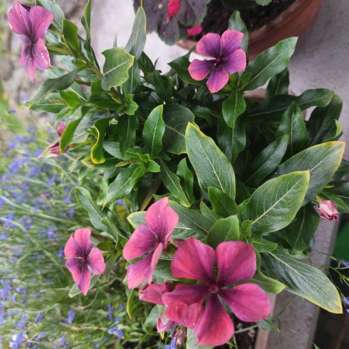 Фотография покупателя товара Семена цветов Катарантус "Тату Палайя", 7 шт - Фото 4