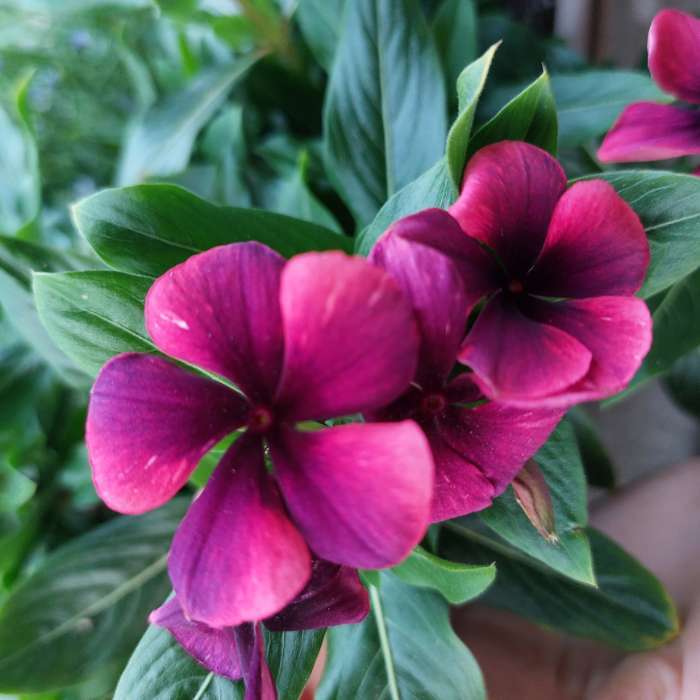 Фотография покупателя товара Семена цветов Катарантус "Тату Палайя", 7 шт - Фото 5