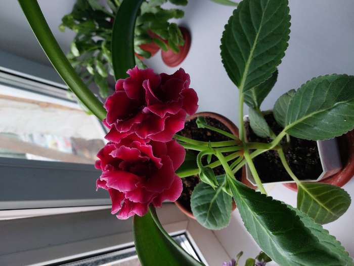 Фотография покупателя товара Семена цветов Глоксиния "Брокада", ц/п,  F1, гранулы, 4 шт. - Фото 14