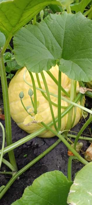 Фотография покупателя товара Семена Тыква «Медовая Каша», раннеспелая, 1 г - Фото 6