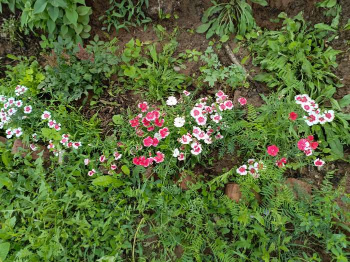 Фотография покупателя товара Семена цветов Гвоздика« Карусель китайская», 0.1 г, «Золотая Сотка Алтая» - Фото 1