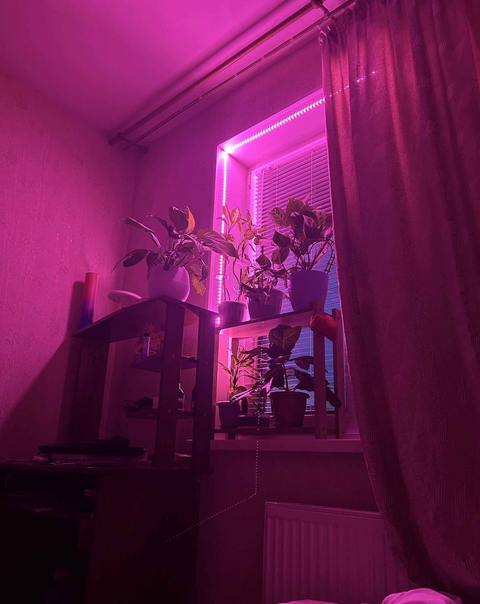 Фотография покупателя товара Фитолента для растений Luazon Lighting, светодиодная, 6.2 Вт, 1 м, IP20, 5 В, 60 LED/м, USB, SMD5050, мультиспектральная - Фото 9