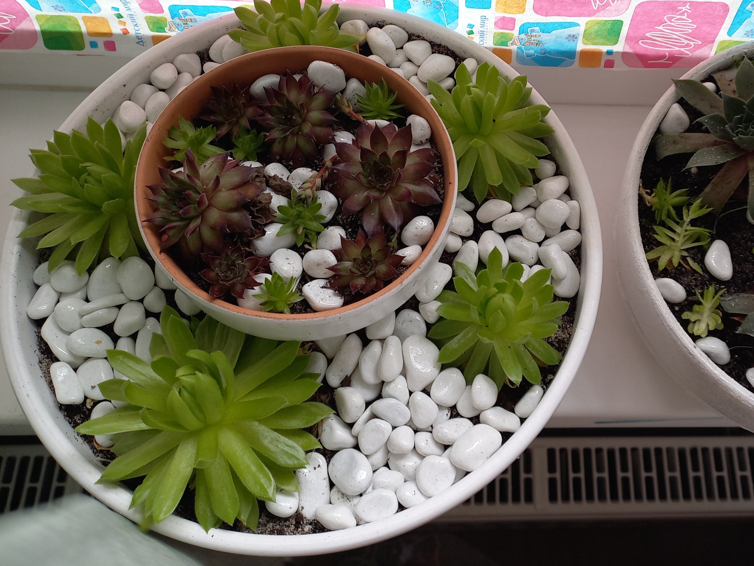 Фотография покупателя товара Горшок для цветов «Терра», 500 мл, d=12 см, h=11 см, керамика, с поддоном, белый - Фото 18