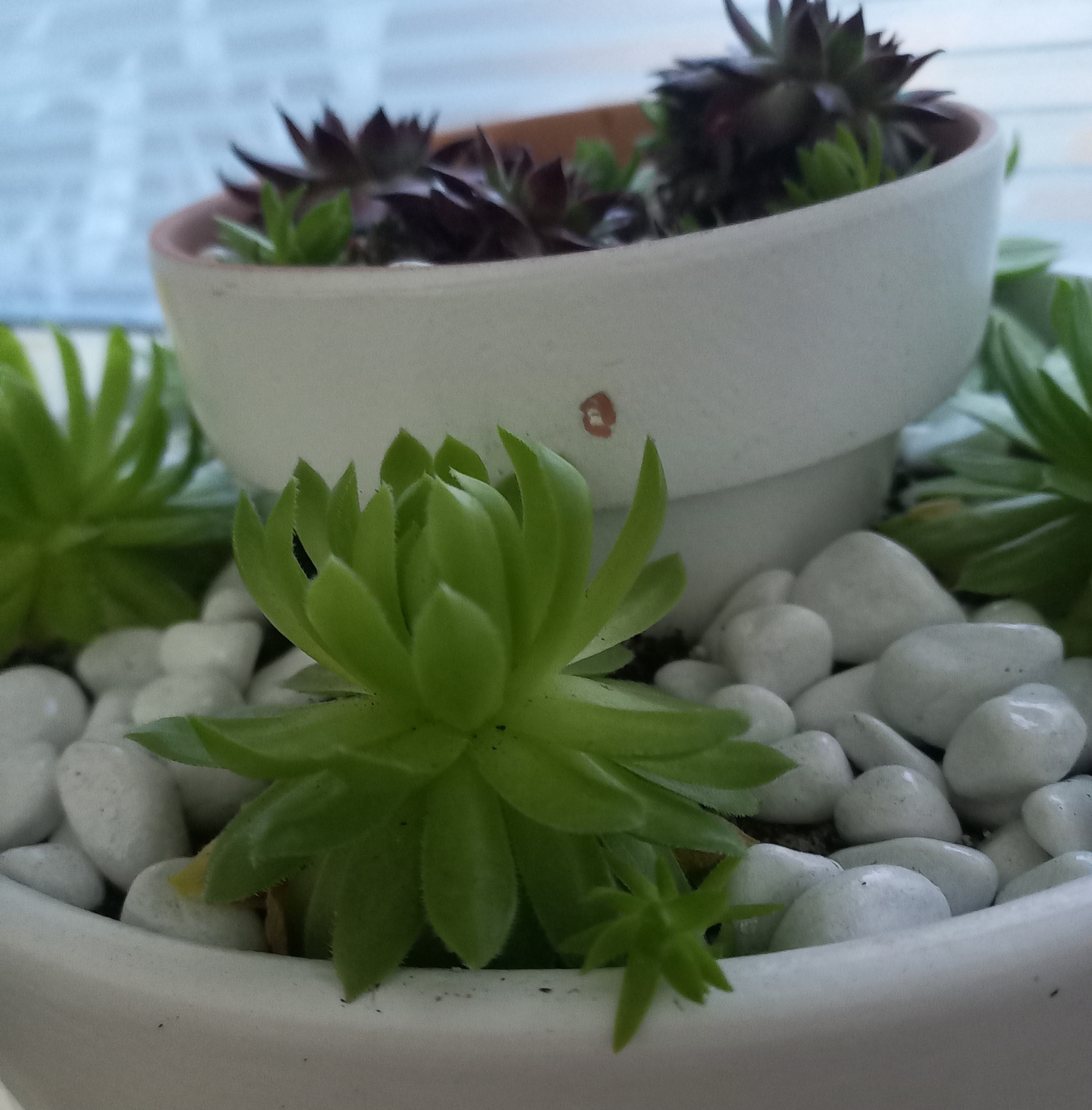 Фотография покупателя товара Горшок для цветов «Терра», 500 мл, d=12 см, h=11 см, керамика, с поддоном, белый - Фото 17