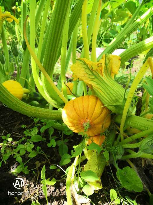 Фотография покупателя товара Семена Тыква "Улыбка", цп, 2 г - Фото 1