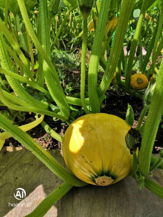 Фотография покупателя товара Семена Тыква "Улыбка", цп, 2 г - Фото 2