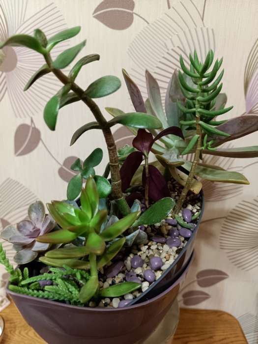 Фотография покупателя товара Грунт  для аквариума (5-10 мм), сиреневый, 350 г - Фото 2