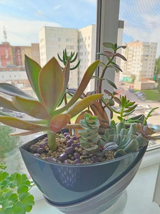 Фотография покупателя товара Грунт  для аквариума (5-10 мм), сиреневый, 350 г - Фото 1