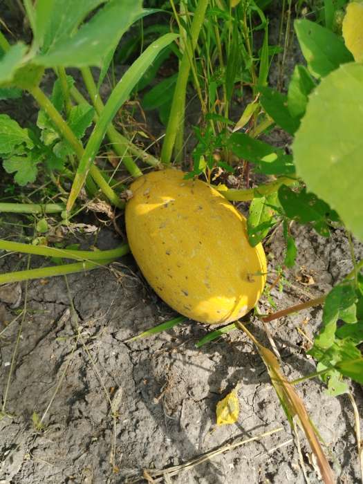 Фотография покупателя товара Семена Кабачок «На любой вкус», смесь, 12 шт., «Аэлита» - Фото 3