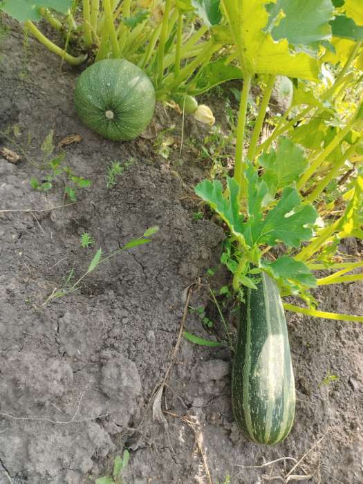Фотография покупателя товара Семена Кабачок «На любой вкус», смесь, 12 шт., «Аэлита» - Фото 4