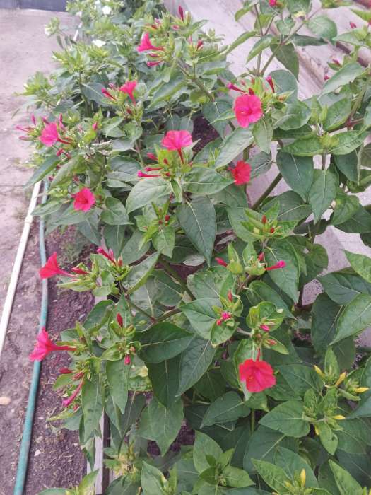 Фотография покупателя товара Семена цветов Мирабилис «Ночная красавица», 1 г, «Агросидстрейд» - Фото 6