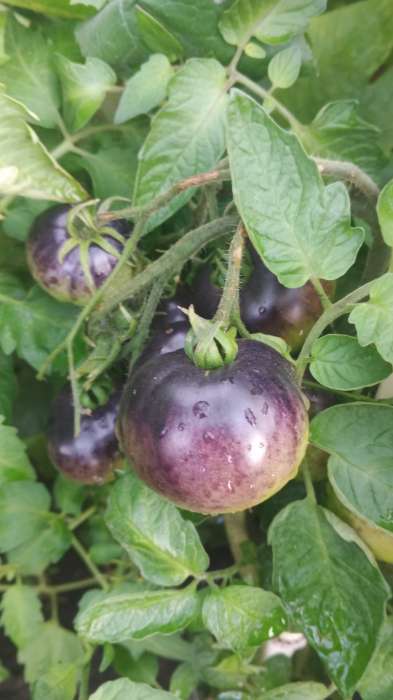 Фотография покупателя товара Семена Томат "Лазурный гигант", F1, индетерминантный,высокорослый,10 шт - Фото 1