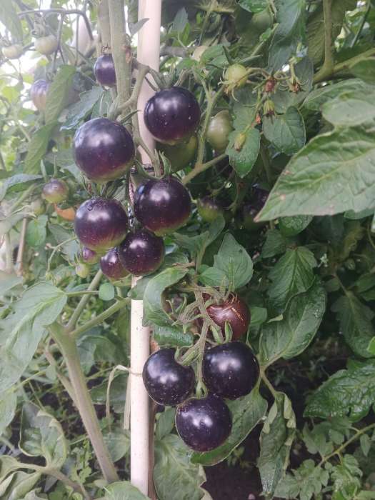 Фотография покупателя товара Семена Томат "Черная гроздь" F1, серия Русский огород, индетерминантный,высокорослый, 10 шт - Фото 5