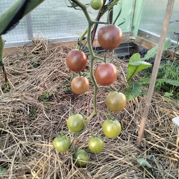 Фотография покупателя товара Семена Томат "Диковинка", индетерминантный,высокорослый 20 шт - Фото 3