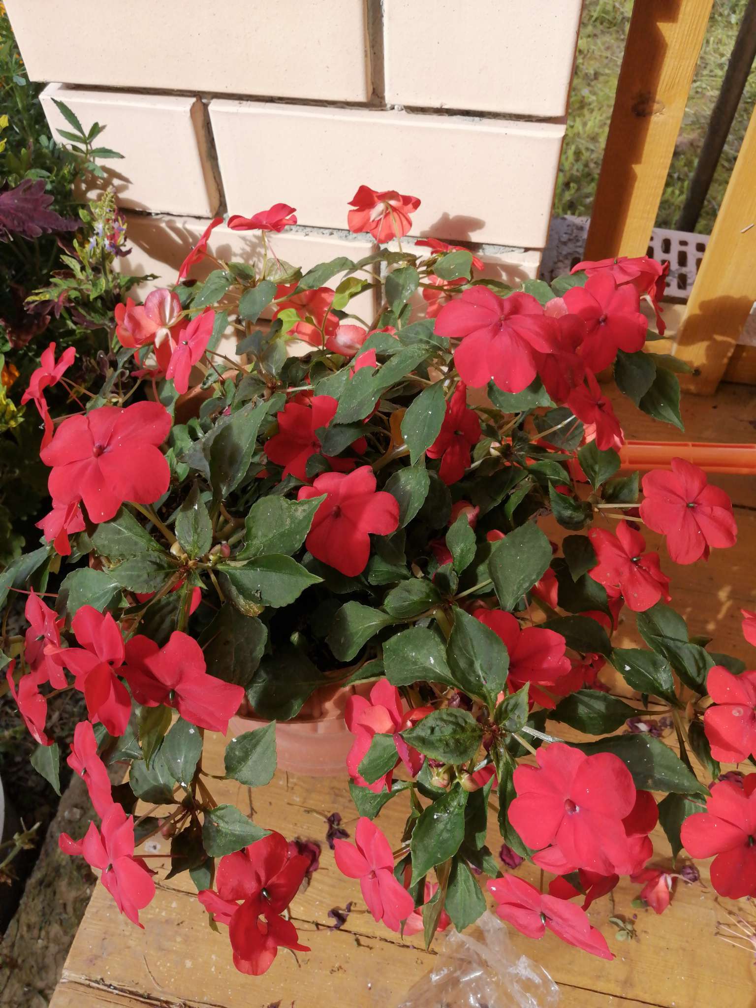 Фотография покупателя товара Семена Бальзамин «Супер Эльфин», F1, 10 шт., «Семена Алтая» - Фото 1