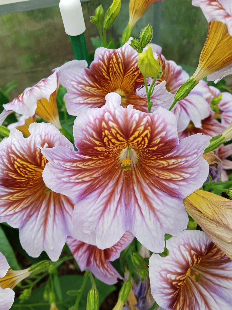 Фотография покупателя товара Семена цветов Сальпиглоссис «Болеро», 0.05 г, «Артикул» - Фото 1